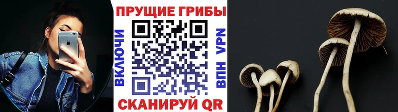 закладки  Абдулино  Псилоцибиновые грибы Cubensis 